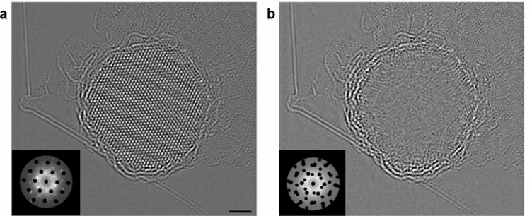 Fig. 1. Graphene-enabled isolation and imaging of citrate molecules. (a) An enhanced-contrast filtered image of the citrate-capped gold nanoparticle