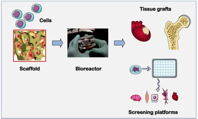 Fig. 2. Tissue engineering system. Stem or progenitor cells are placed into the biomaterial environmental control and the necessary biophysical signals)