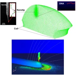 Fig. 3.1b. Trapping of DNA to the nanotip by electrokinetic force 