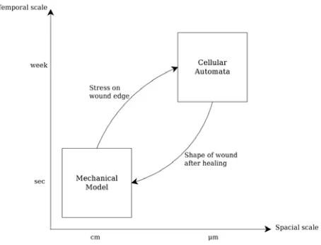 Fig. 3. Computational model 