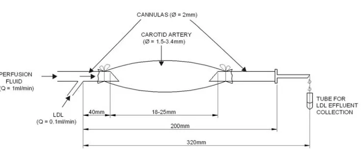 Fig. 3. Schematic presentation of the isolated blood vessel segment in the water bath 