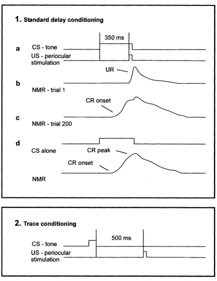 Figure 1.02: Classical conditioning of the rabbit NMR - Stimuli for classical delay conditioning of the rabbit nictitating membrane response (CR) are well developed by trial 200 (c)