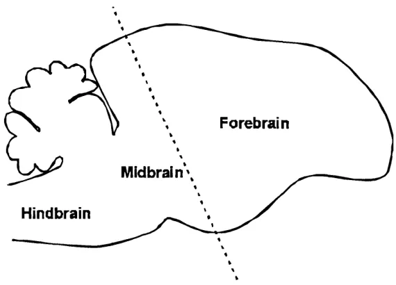 fig. 1.02). Pavlov coined the term ‘trace’ in reference to the fact that it is not the stimuli that become associated but the trace they leave within the nervous system