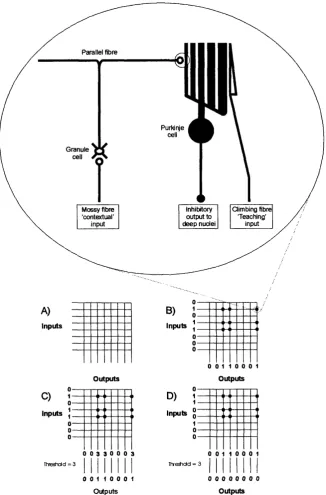 Figure 1.08: The M arr/Albus model - David Marr modelled the cerebellar cortex as an associative net reliant upon plasticity at the parallel fibre-Purkinje cell synapse