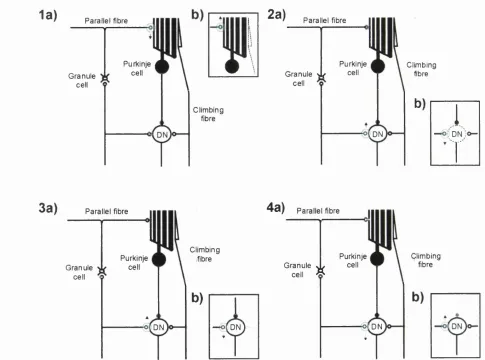 Figure 1.10: Bi-directional plasticity -LTP, in addition to LTD, has been identified at parallel fibre-Purkinje cell synapses