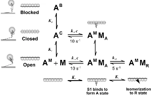 Fig. 1. MG three-state model scheme (McKillop and Geeves, 1993). In the MG model the structural unit, A TmTn, is schematically shown as seven open circles representing the actins 