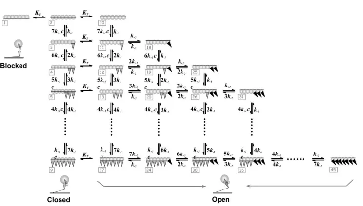 Fig. 2. Schematic representation of the three-state MG model where each TmTn complex is structural square boxes (gray)