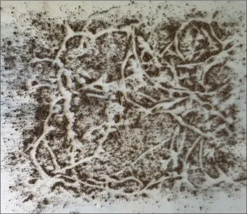 Figure 11: Glass plates prepared for 