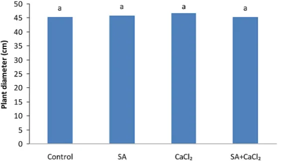 Figure 3. Effect of calcium chloride (CaCl2) and salicylic acid (SA) on stomatal conductance of Plectranthus ciliatus