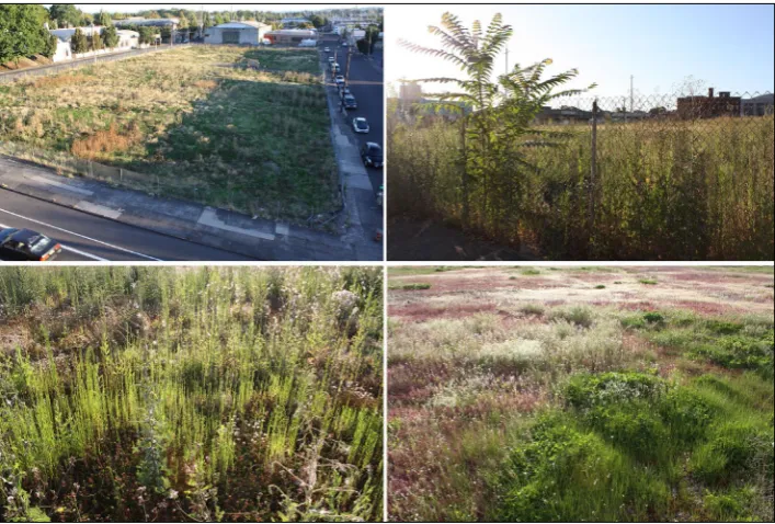 Figure 10: The two-acre lot at 