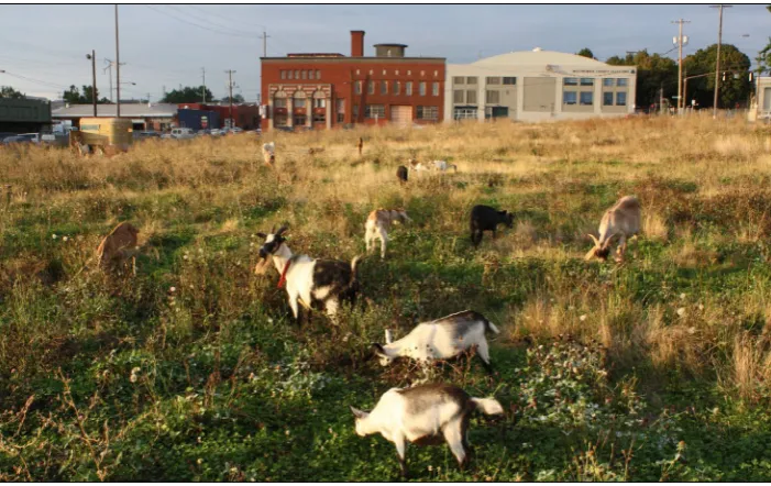 Figure 11: The cosmopolitan meadow: 