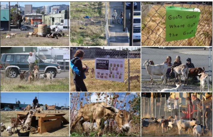 Figure 12: The Belmont goats project. 
