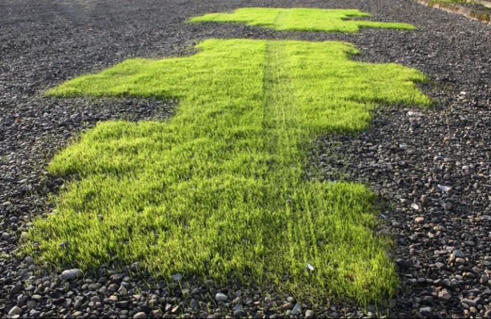 Figure 2: Seeding, sprouting and 