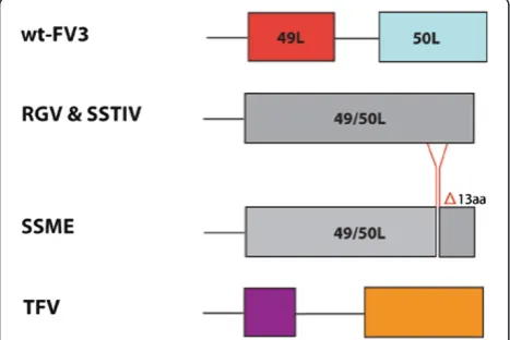 Figure 2 65L & 66L deletion in SSME. Alignment of the 64R-66L region across ranaviruses
