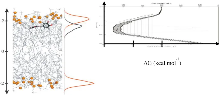 Fig. 5. (Left) Snapshot of the location of quercetin in a DOPC lipid bilayer and average position of the center of mass (black) and phosphorus atoms (red)