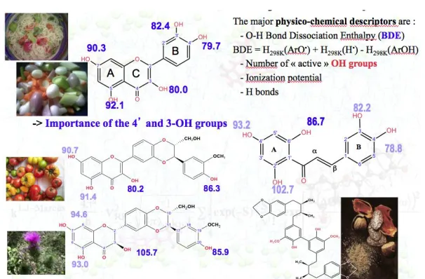 Fig. 2. Structure activity relationship established according to thermodynamic descriptors, mainly O-H BBE