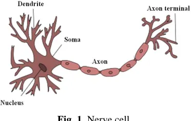 Fig. 1. Nerve cell. 