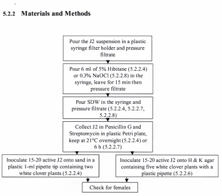 Figure 5-2 Procedure for surface-sterilisation of H. tri/olii J2 in trial (5.1) 