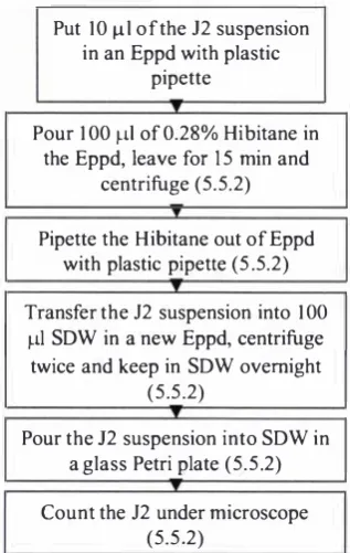 Figure 5-5 Procedure for surface-sterilisation of H. trifolii J2 with Hibitane using 