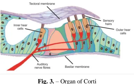 Fig. 3. – Organ of Corti 