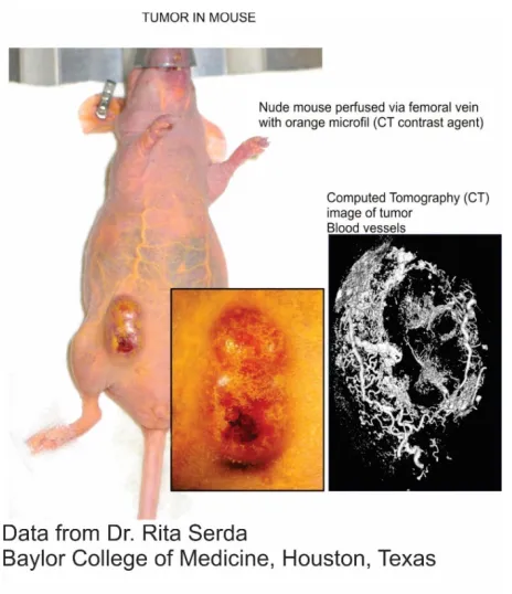 Fig. 8. Concentration distribution within tumor according to Kojic et al. (2015). Concentration within capillaries in plane and in front of plane, in plane and capillaries looking through the plane