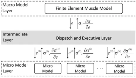 Fig. 1. Mexie architecture: High-level design.between a macro-scale layer, including a finite element model, a micro-scale layer, including a material model that describes The proposed system embodies the interface  muscle behavior at the points of integration, and an intermediate layer, which acts to mediate the macro and micro-scale functions 