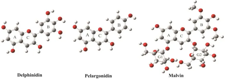 Fig. 5. The most stable structures of the delphinidin, pelargonidin, and malvin 