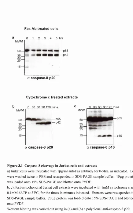 Figure 3.1 Caspase-8 cleavage in Jurkat cells and extracts