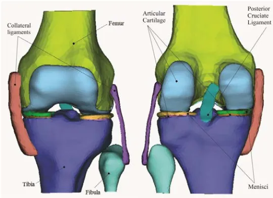 Fig. 1. 3D knee joint model. (a) Anterior view; (b) Posterior view 