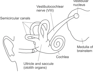 Fig. 1. Vestibular system 