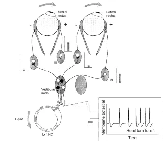 Fig. 2. Neural connections in the direct pathway for the vestibulo-ocular reflex (VOR) from excitation of the left horizontal canal (HC) 
