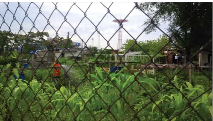 Figure 1: Green Thumbs allotment 