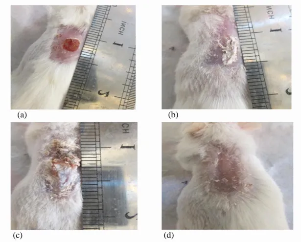 Figure 2. Wound shrinkage during 28 days  without treatment: (a) The control group, (b) The group 1 (c) The  group 2 and (d) The group 3
