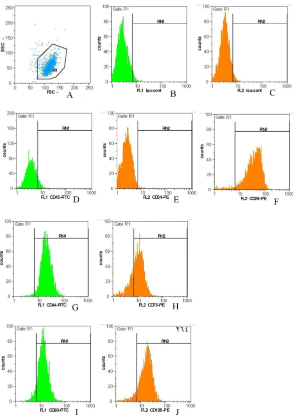 Figure 2. Flow cytometry plots. Characterization of isolated cells (A) gating of the cells