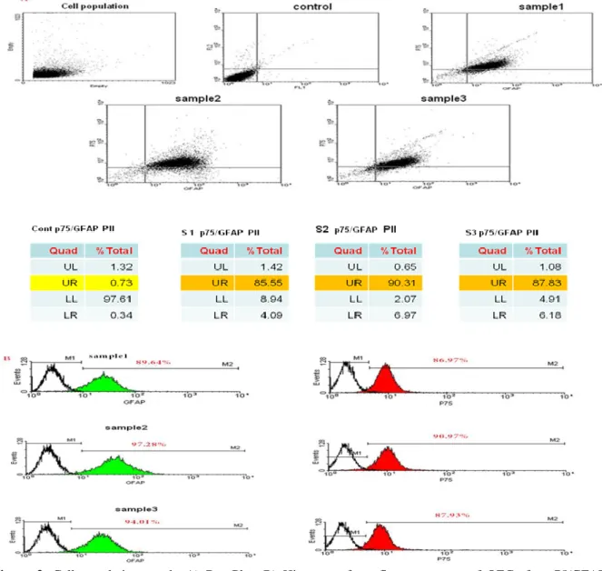 Figure  3.  Cell  population  graph,  A)  Dot  Plot,  B)  Histogram  from  flow-cytometry  of  OECs  for  p75/GFAP  markers after second passage of cultured cells
