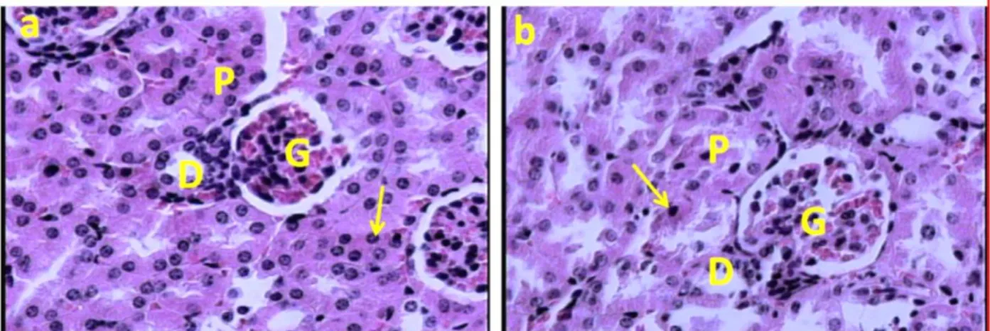 Figure 1. (a): Light  microscopic feature of cortical part of  the  kidney in  the control  mice; showing  normal renal  tissue