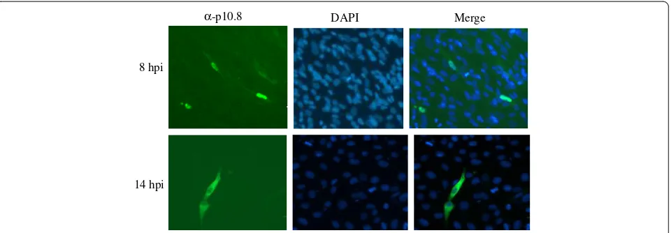 Figure 1 Localization of p10.8 in S14-infected DEF cells at different hours post infection (hpi)