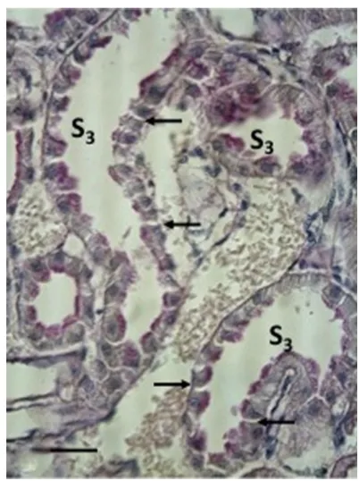 Figure 8 A freeze-substituted and PAs-stained kidney investigated immediately after a heavy salt-loading of short duration (group 2c)