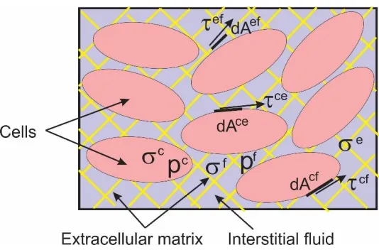 Fig. 8. Schematic of tissue composed of extracellular space with: extracellular matrix and interstitial fluid, and cells