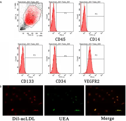 Figure 1. Characterization of EPCs. A: Flow cytometry analysis of EPCs. Cells were labeled with antibodies to CD45, CD14, CD133, CD34 and VEGFR2