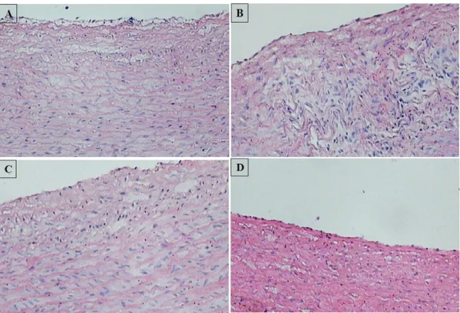 Figure 3. Intimal tissue section of aortic artery, stained with Hematoxylin–Eosin, Mag ×10, in control (A), sham  (B), experiment1 (C) and  experiment 2 (D) groups