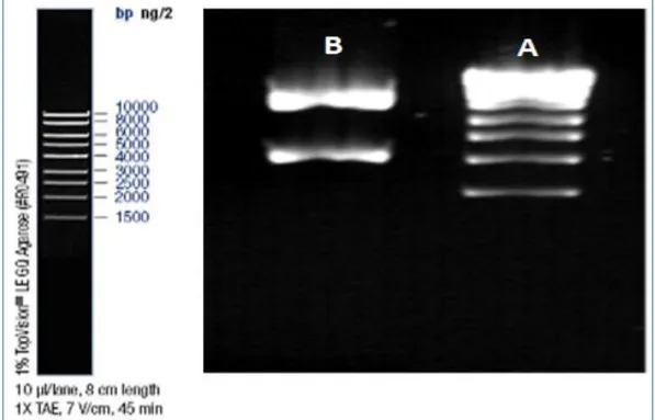 Figure  1.  Purification  of  plasmid  pET28a-LIC-  NTF4.  A,  ladder  and  B,  plasmid  pET28a-LIC-  NTF4 after digestion  