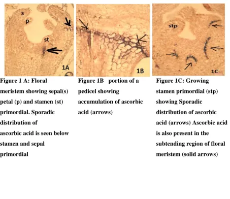 Figure 1 A: Floral 