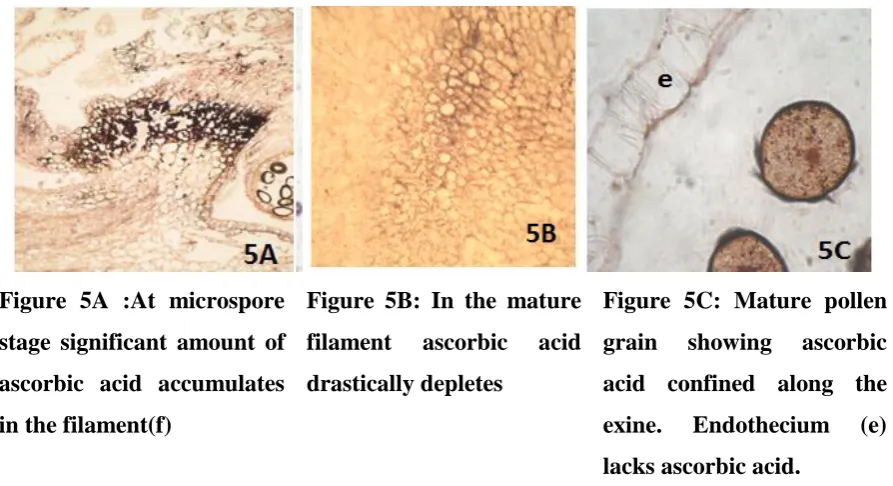 Figure 5A :At microspore 