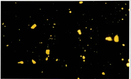 Figure 6-1: Fluorescence of Storage Body Aggregates ISf!latedfrom the Pancreas of a Human Patient with Late Infantile Batten Disease Suspended in GlycerollWater x 400