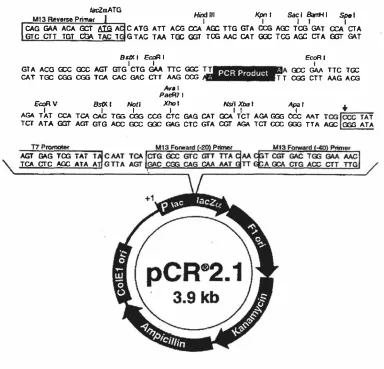 Figure 2.1 Map of the pCR 2.1 plasmid used for TA-cloning PCR 