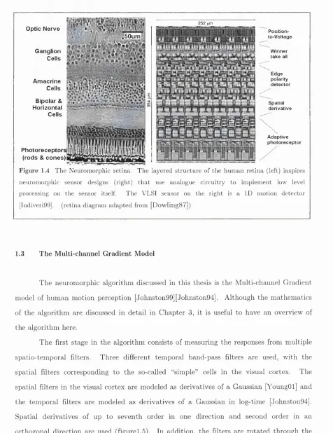 Figure 1.4 The Neuromorphic retina. The layered structure of the hum an retina (left) inspires 