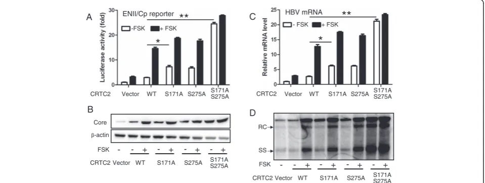 Figure 3 Phosphorylation-defective CRTC2 mutants strongly upregulate HBV biosynthesis