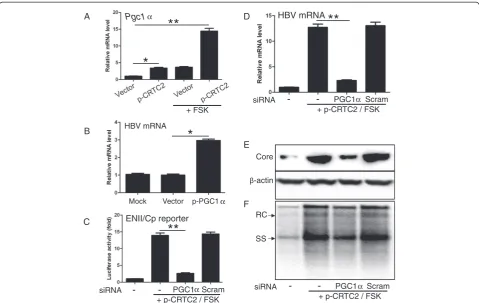 Figure 4 CRTC2 enhances HBV replication by inducing PGC11.3× wtHBV plasmid and p-CRTC2 with FSK treatment