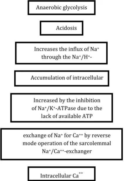 Figure 1: Steps that lead to calcium overload during ischemic injuryoverload 